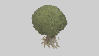 Olive tree model 3D model