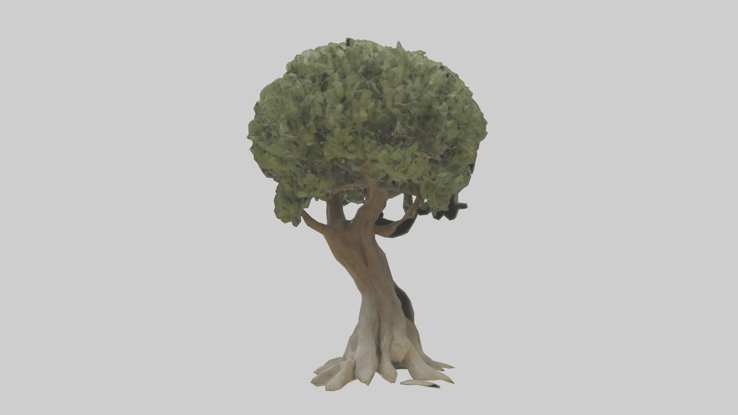 Olive tree model 3D model