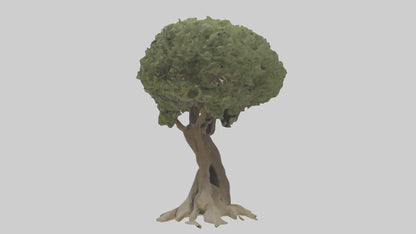 Olive tree model 3D model