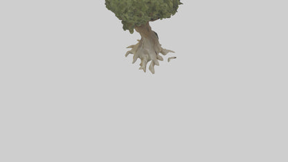 Olive tree model 3D model
