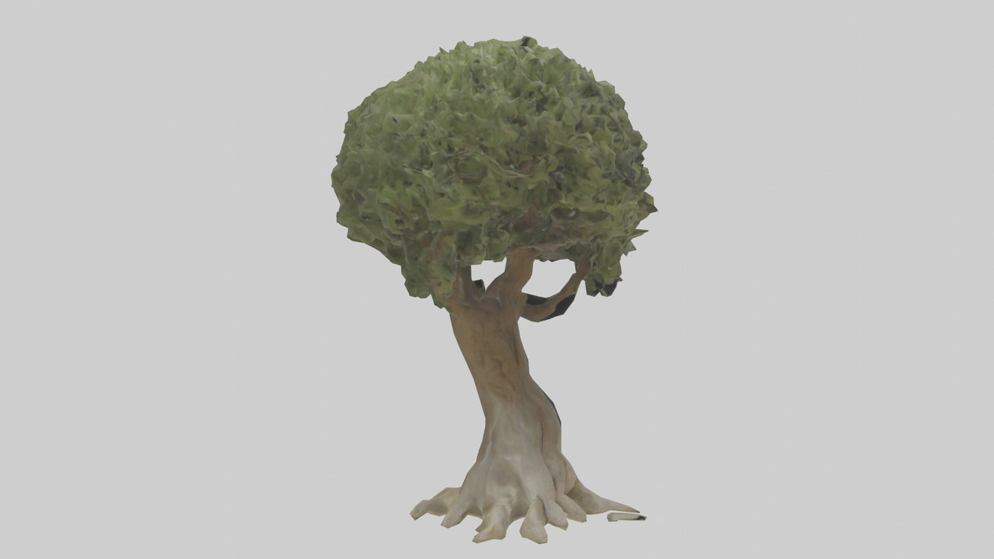 Olive tree model 3D model