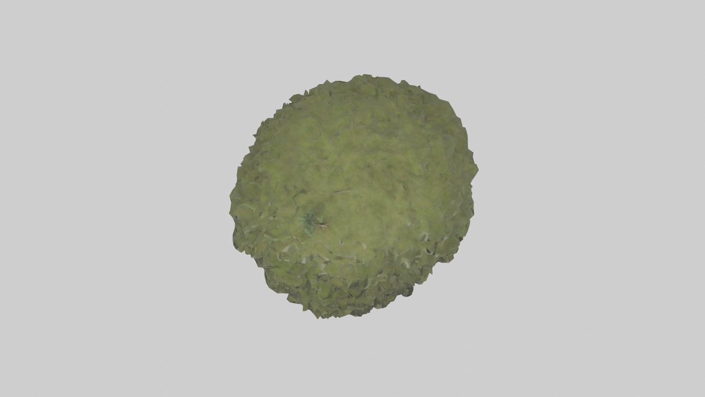 Olive tree model 3D model