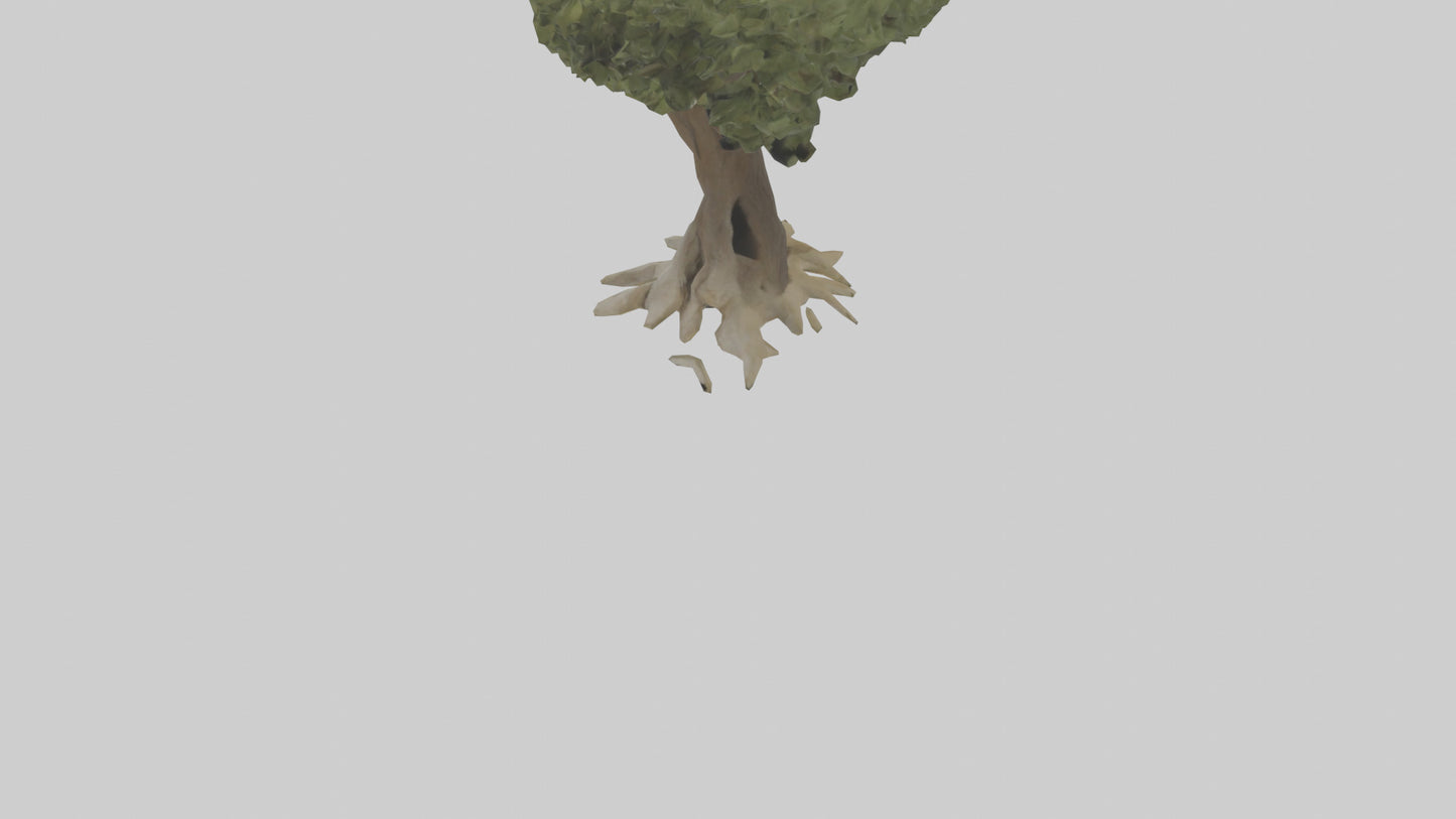 Olive tree model 3D model