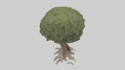 Olive tree model 3D model