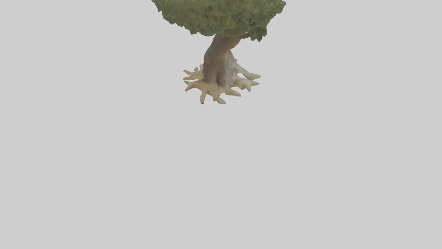 Olive tree model 3D model