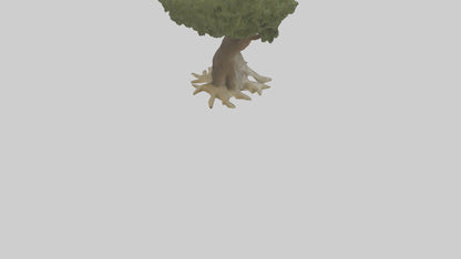 Olive tree model 3D model