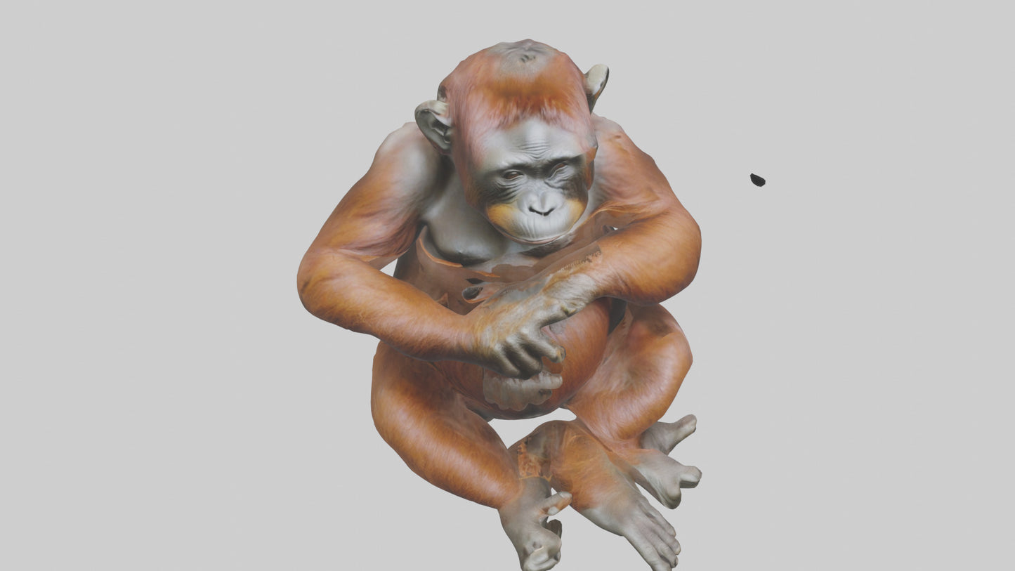 Orangutan sitting model 3D model