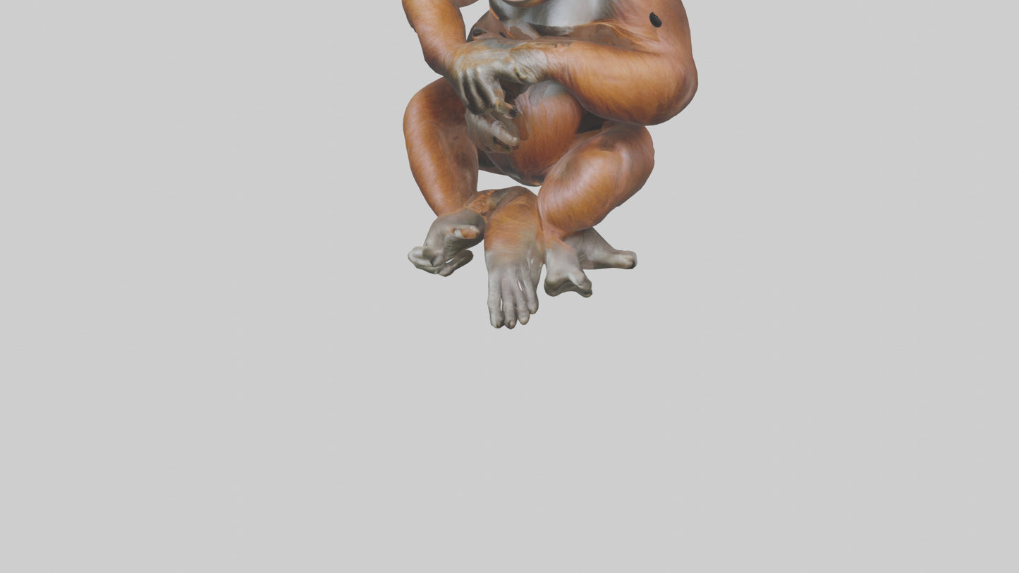 Orangutan sitting model 3D model