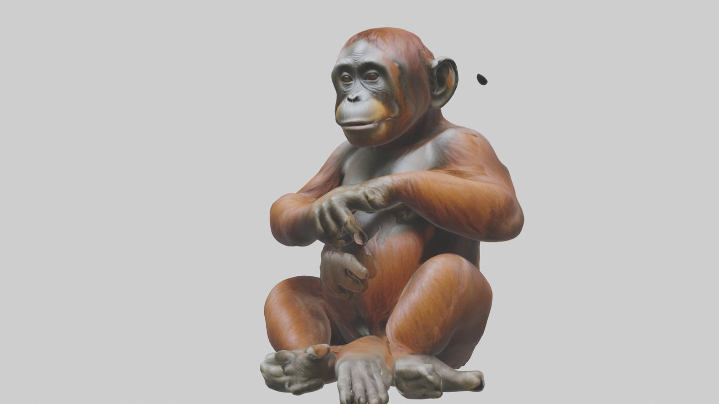 Orangutan sitting model 3D model