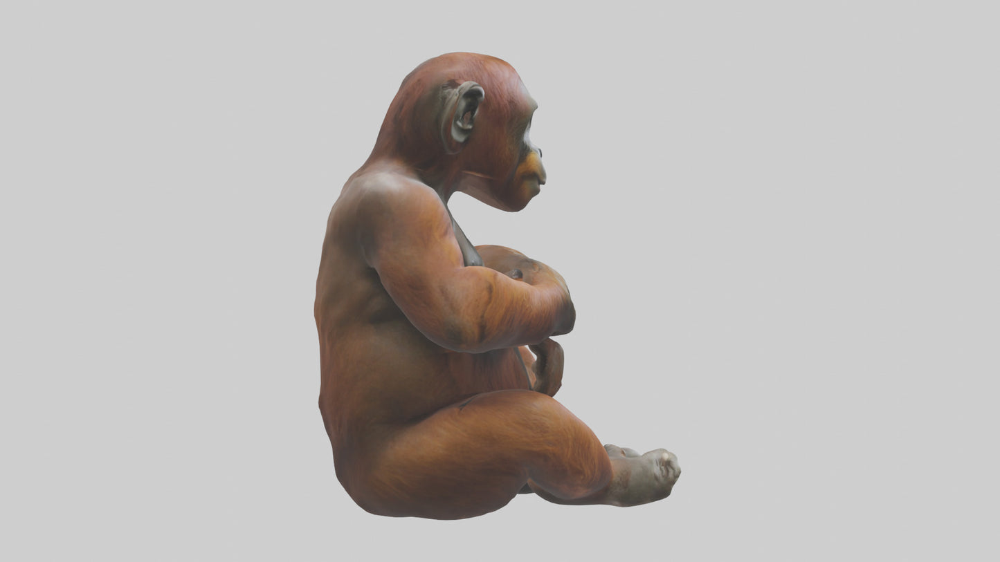 Orangutan sitting model 3D model