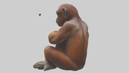 Orangutan sitting model 3D model