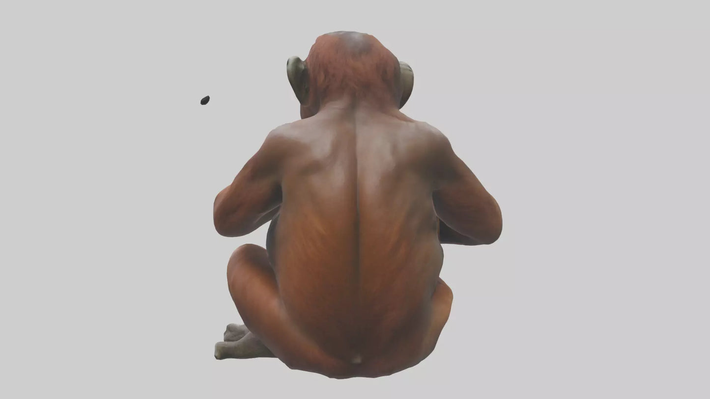 Orangutan sitting model 3D model