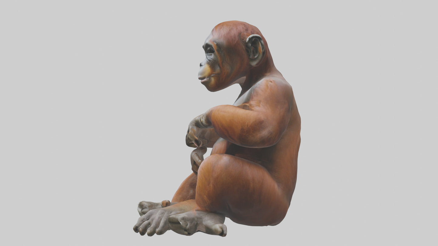 Orangutan sitting model 3D model