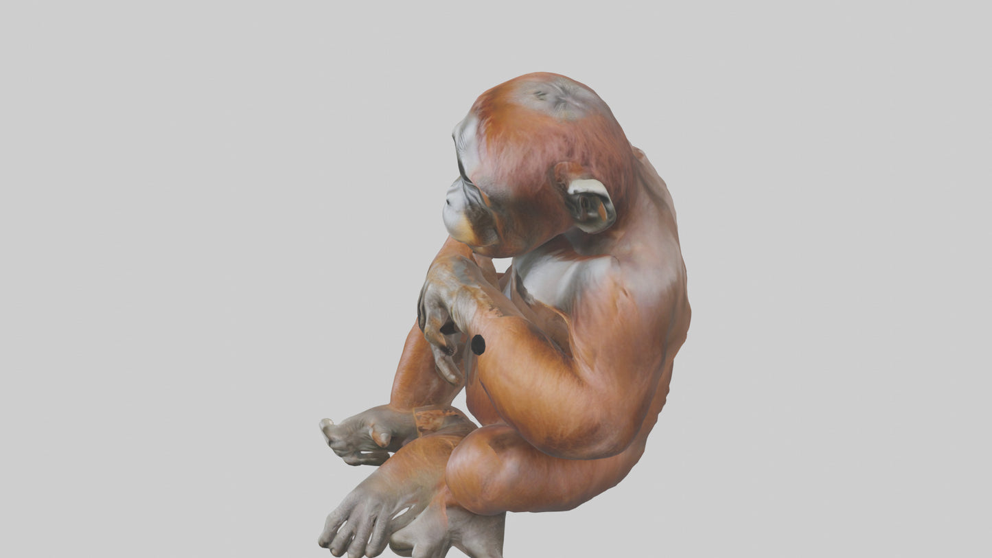 Orangutan sitting model 3D model