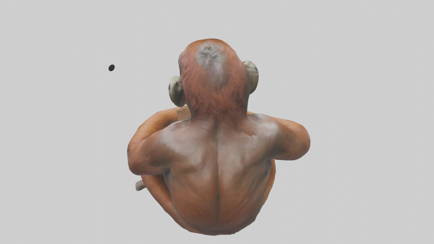 Orangutan sitting model 3D model