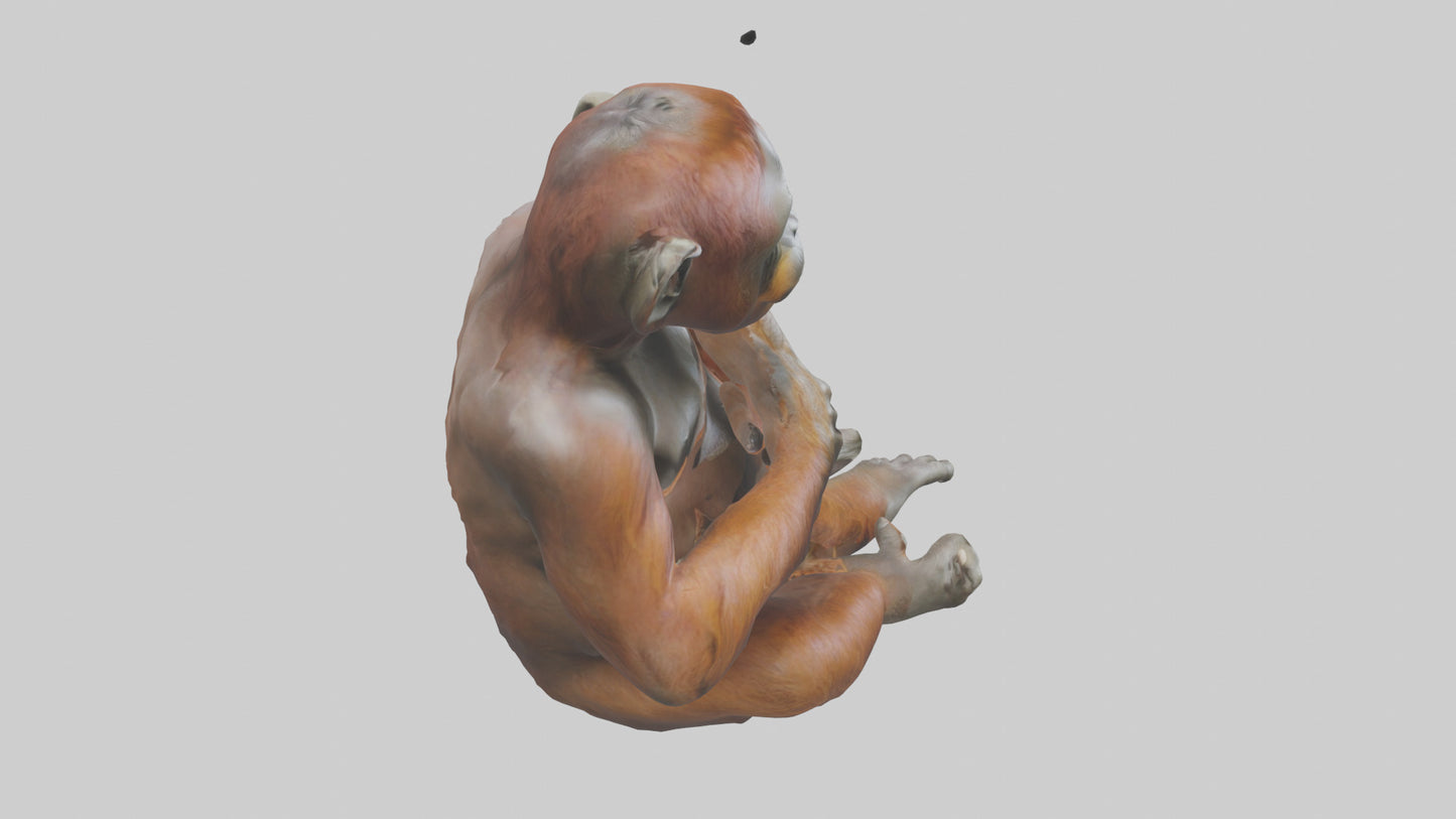 Orangutan sitting model 3D model