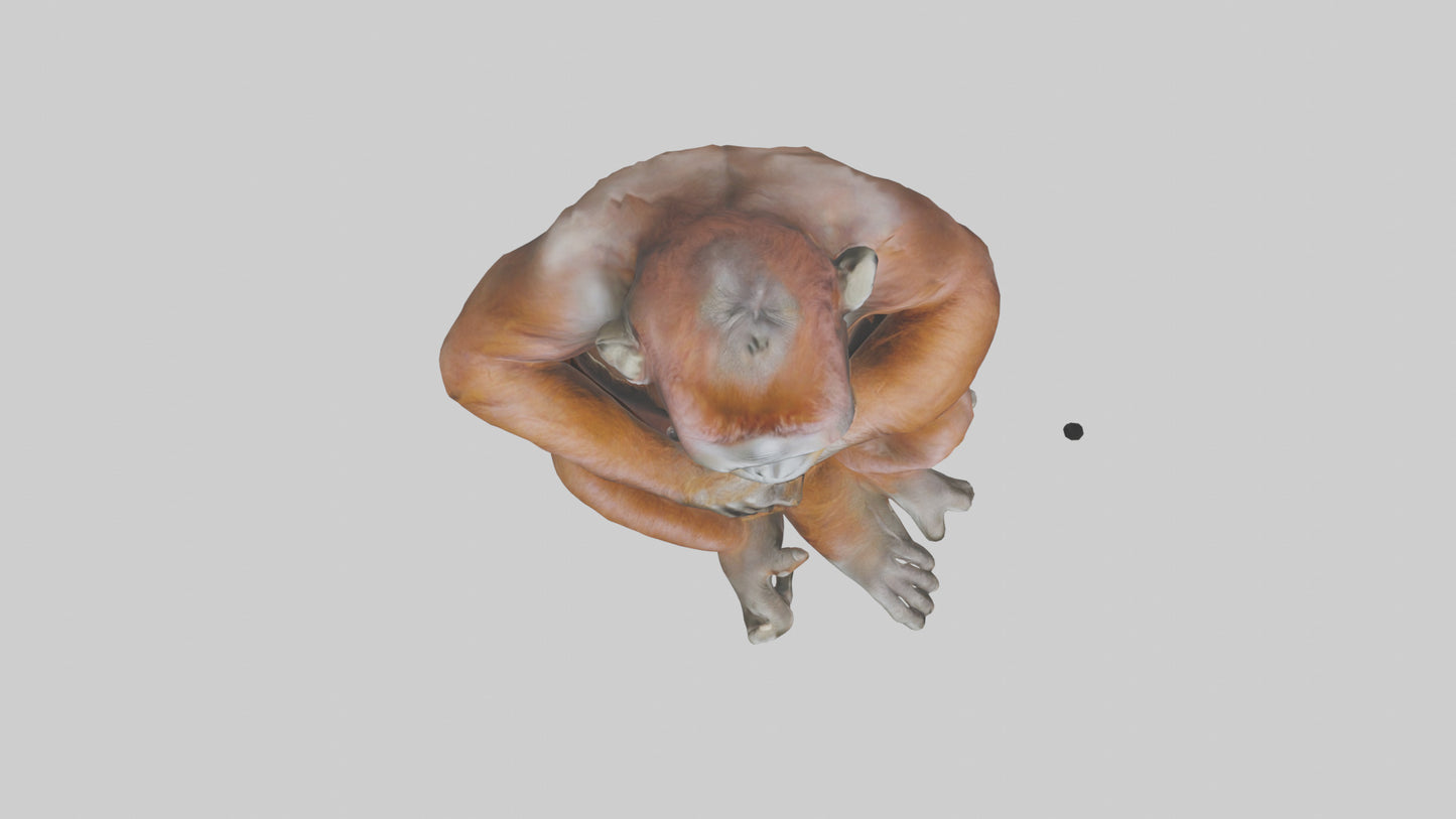 Orangutan sitting model 3D model