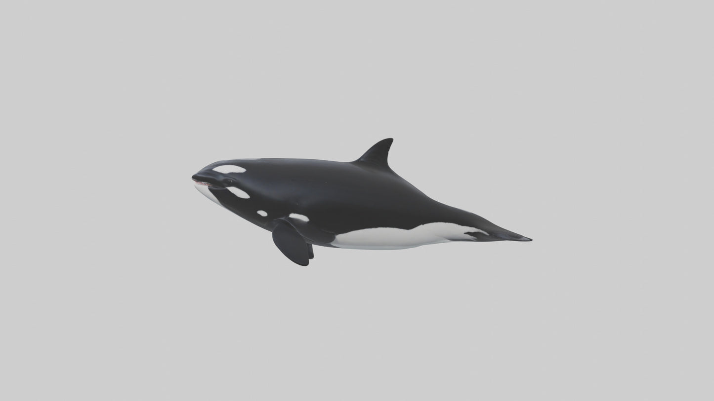3D model Orca swimming model VR / AR / low-poly