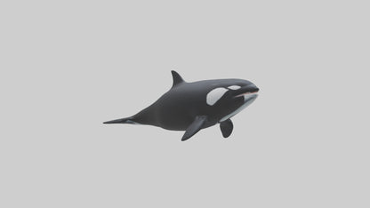 3D model Orca swimming model VR / AR / low-poly