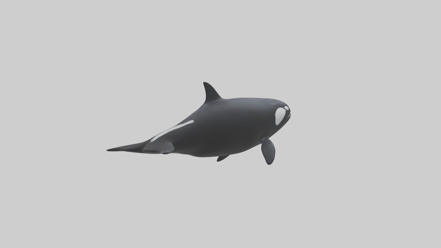 3D model Orca swimming model VR / AR / low-poly