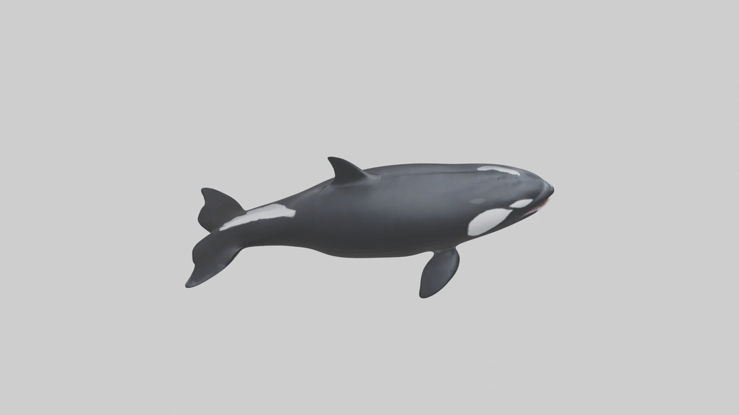 3D model Orca swimming model VR / AR / low-poly