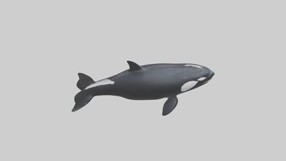 3D model Orca swimming model VR / AR / low-poly