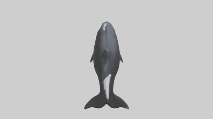 3D model Orca swimming model VR / AR / low-poly