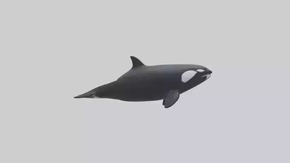 3D model Orca swimming model VR / AR / low-poly