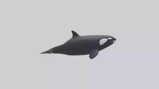 3D model Orca swimming model VR / AR / low-poly