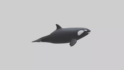 3D model Orca swimming model VR / AR / low-poly