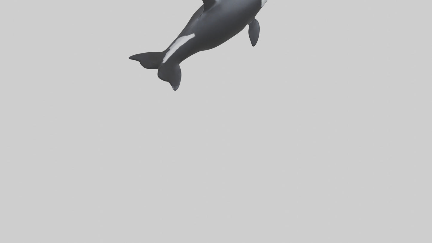 3D model Orca swimming model VR / AR / low-poly
