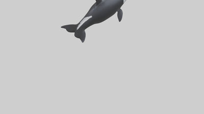 3D model Orca swimming model VR / AR / low-poly