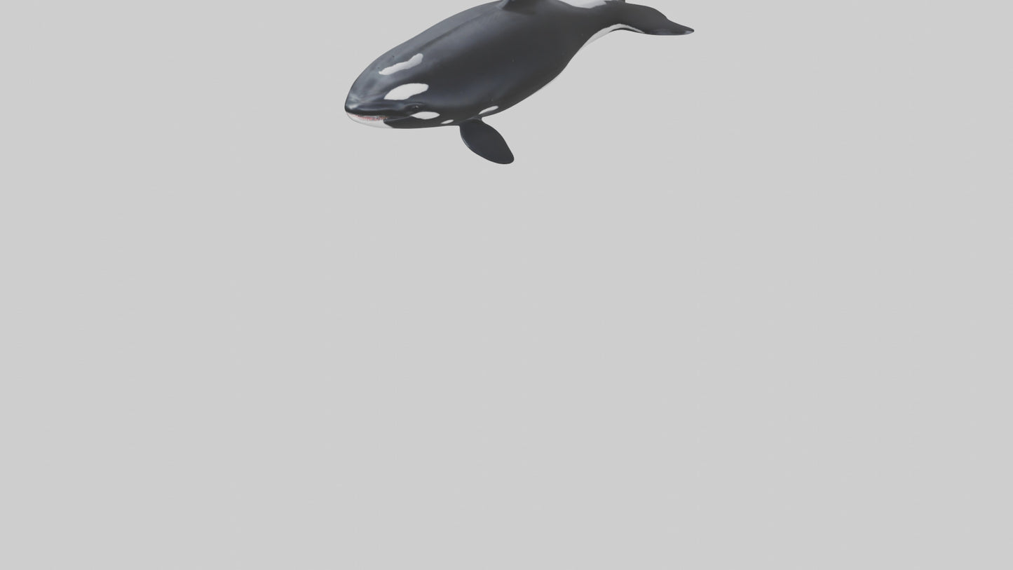 3D model Orca swimming model VR / AR / low-poly
