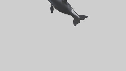 3D model Orca swimming model VR / AR / low-poly