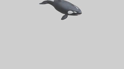 3D model Orca swimming model VR / AR / low-poly