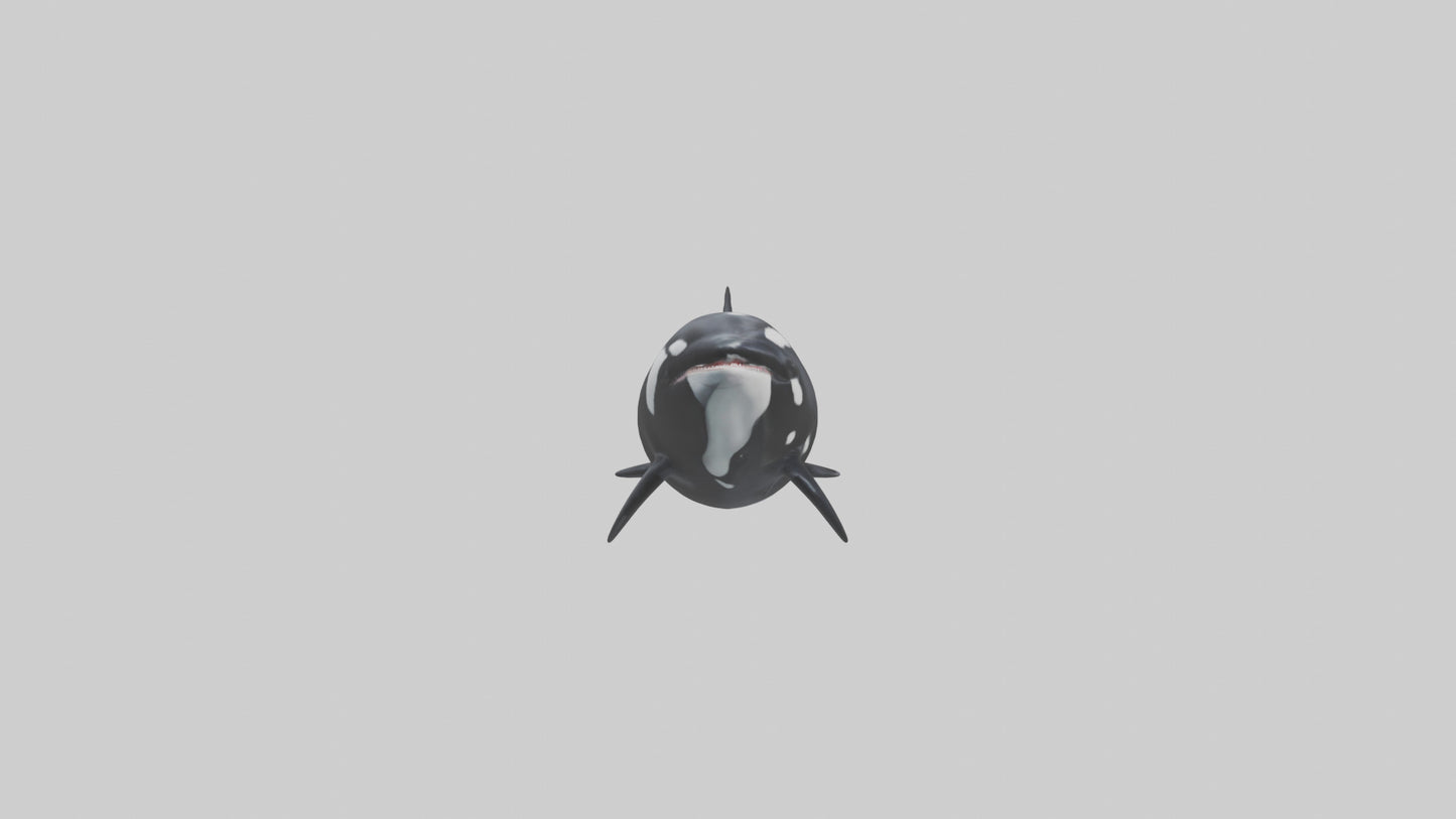 3D model Orca swimming model VR / AR / low-poly
