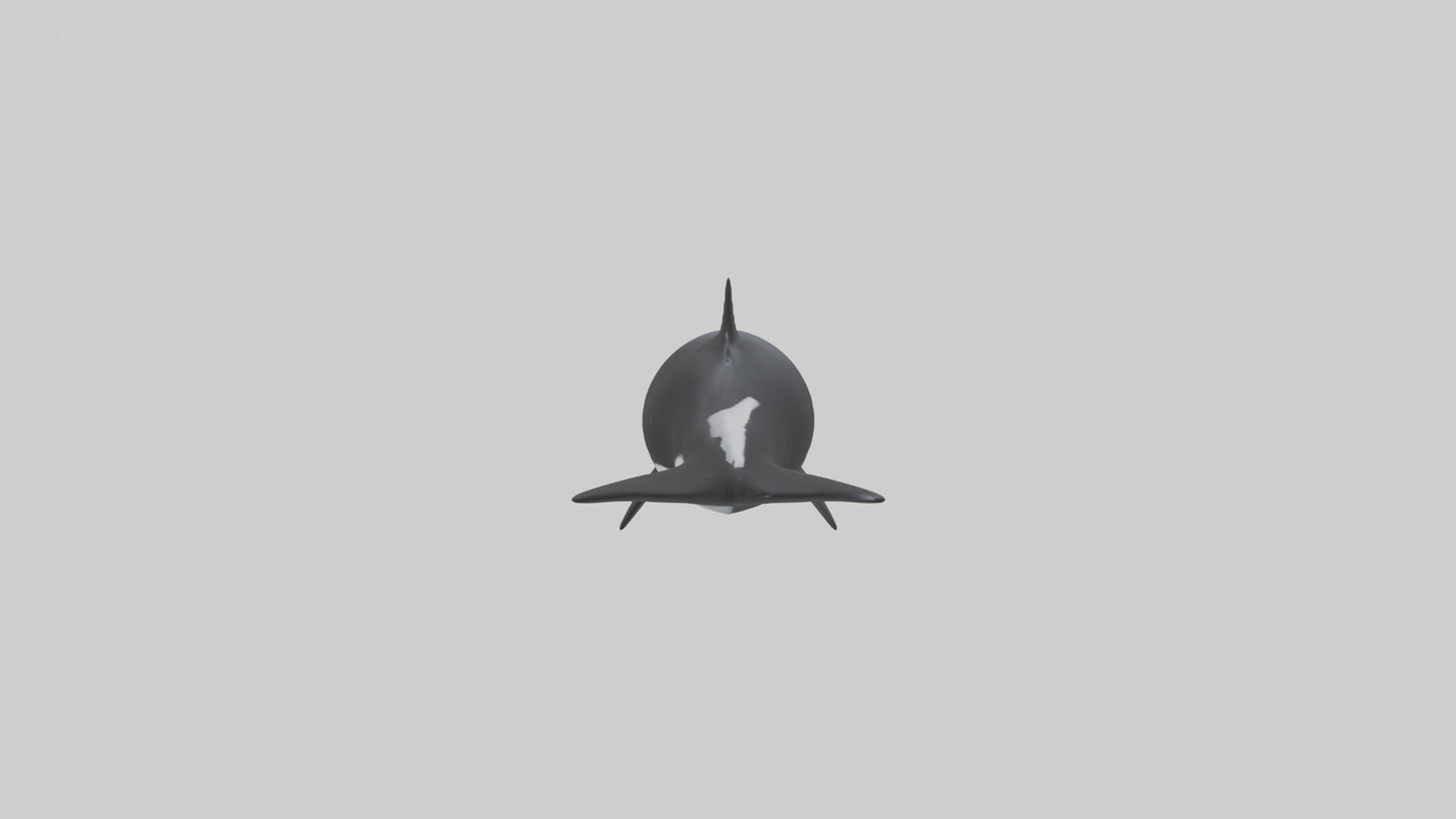 3D model Orca swimming model VR / AR / low-poly