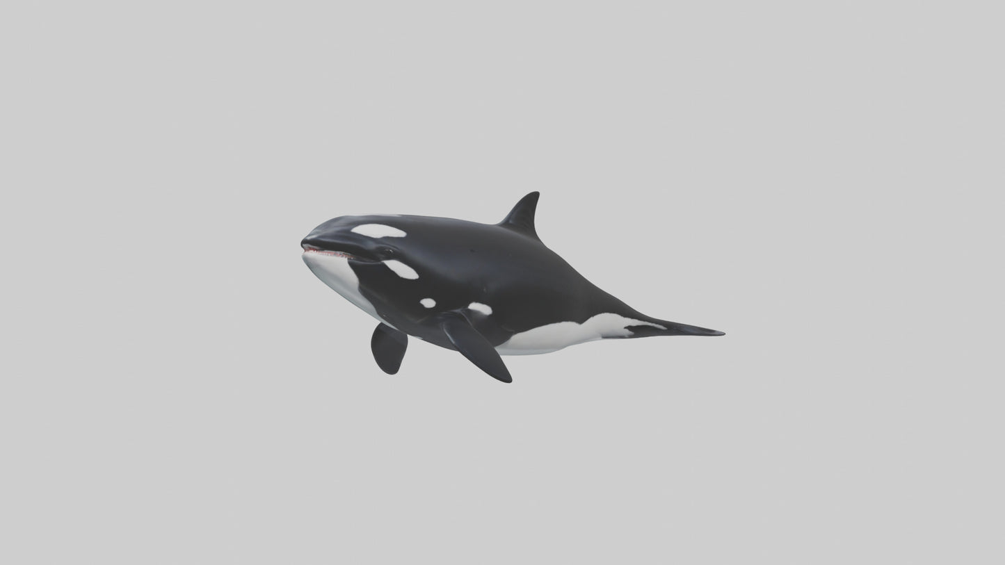 3D model Orca swimming model VR / AR / low-poly