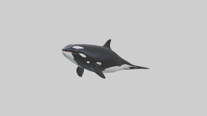 3D model Orca swimming model VR / AR / low-poly