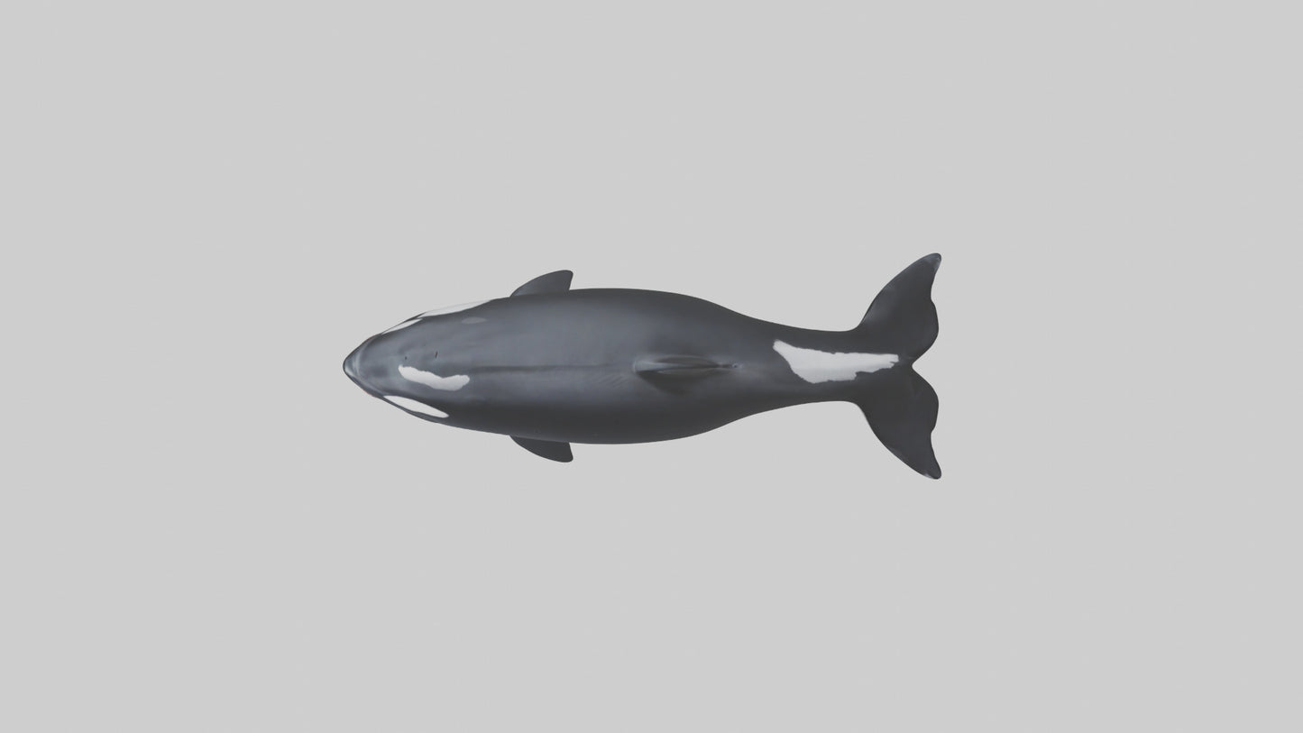 3D model Orca swimming model VR / AR / low-poly