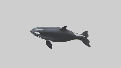 3D model Orca swimming model VR / AR / low-poly