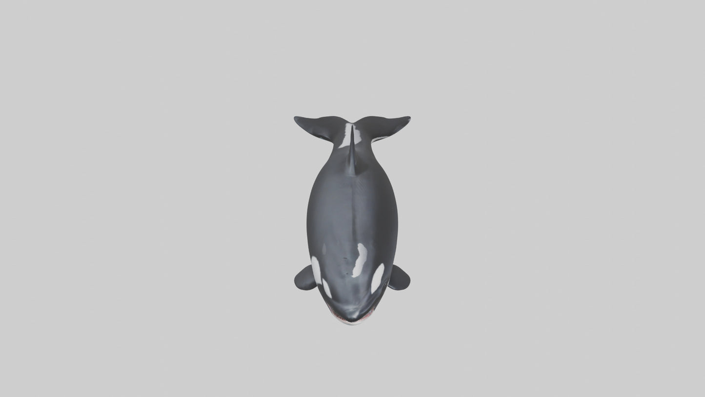 3D model Orca swimming model VR / AR / low-poly