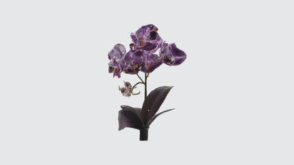3D model Orchid Flowers VR / AR / low-poly