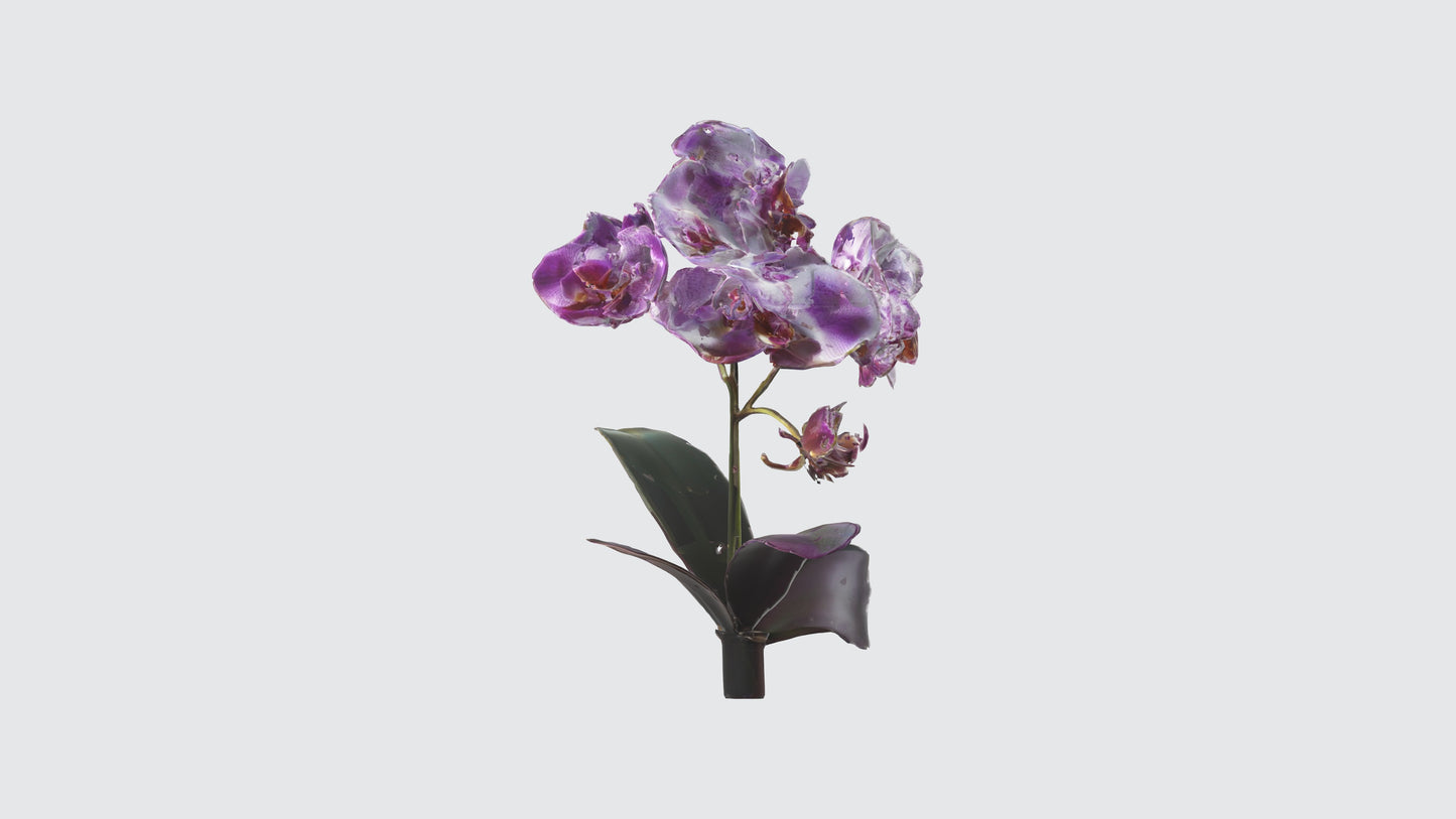 3D model Orchid Flowers VR / AR / low-poly
