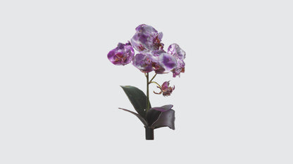 3D model Orchid Flowers VR / AR / low-poly