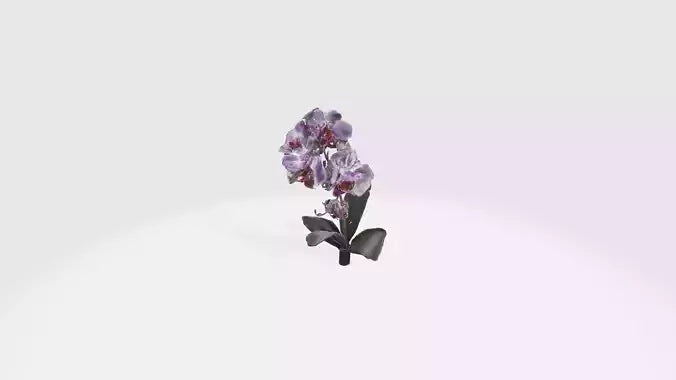 3D model Orchid Flowers VR / AR / low-poly