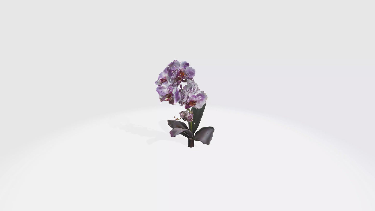 3D model Orchid Flowers VR / AR / low-poly