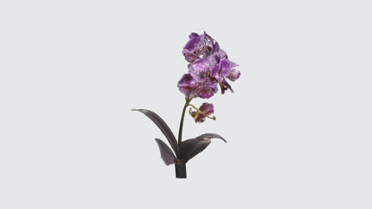 3D model Orchid Flowers VR / AR / low-poly