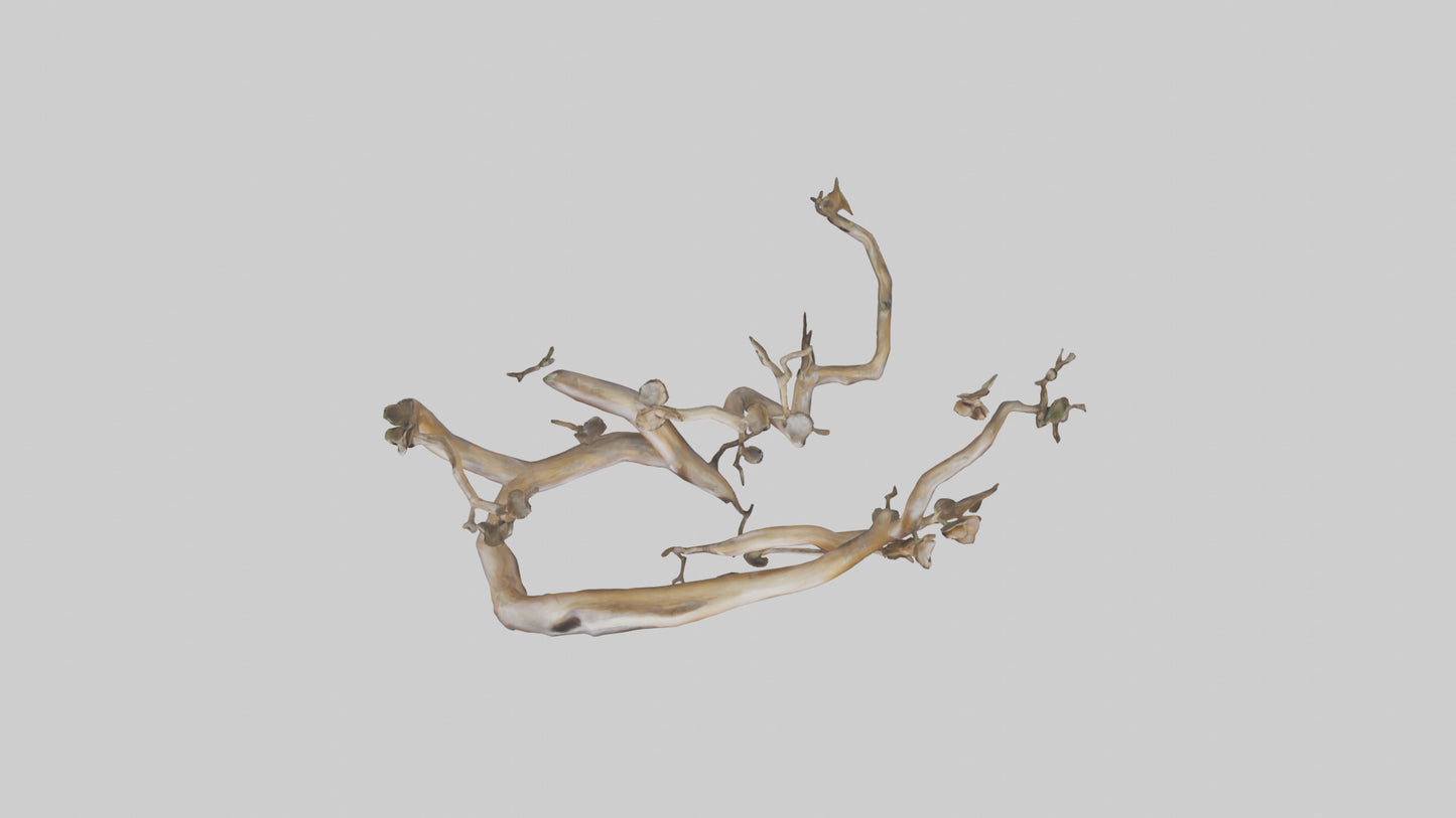 Organic Flow Branch Sculpture model 3D model