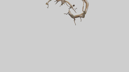 Organic Flow Branch Sculpture model 3D model